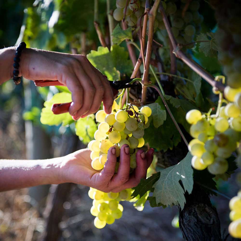 Paysage du vignoble de Peyrassol, créant des vins rosés de Provence